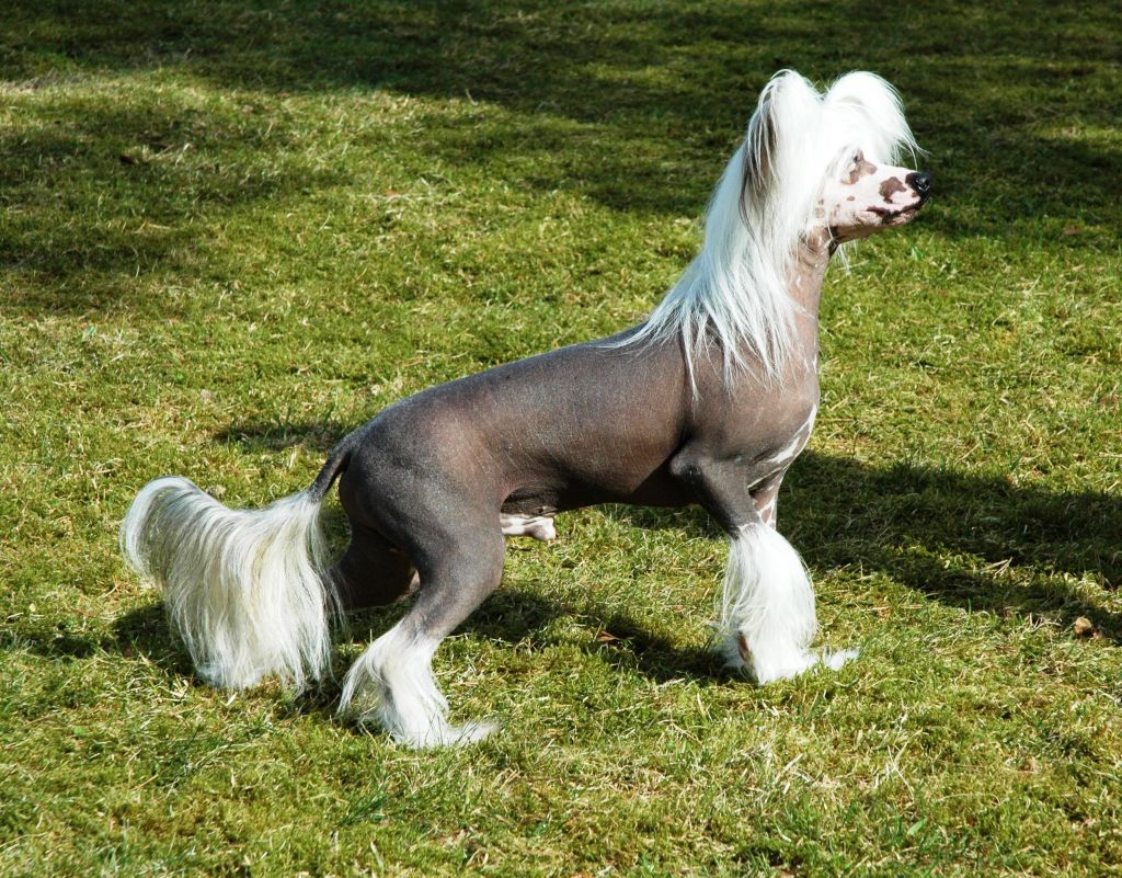 Trønderpia's  Just My Joker