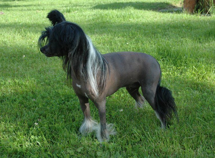 Trønderpia's Just Wait And See