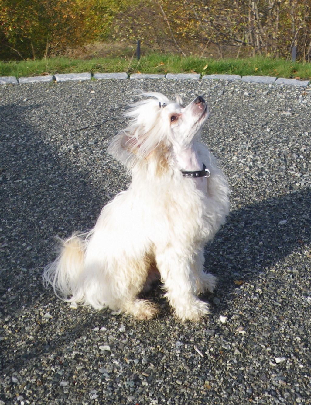 Trønderpia's Just What I Wanted