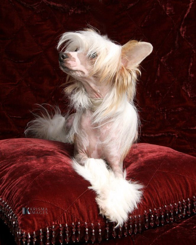 Daretobebare Ruby Red Panda Bare