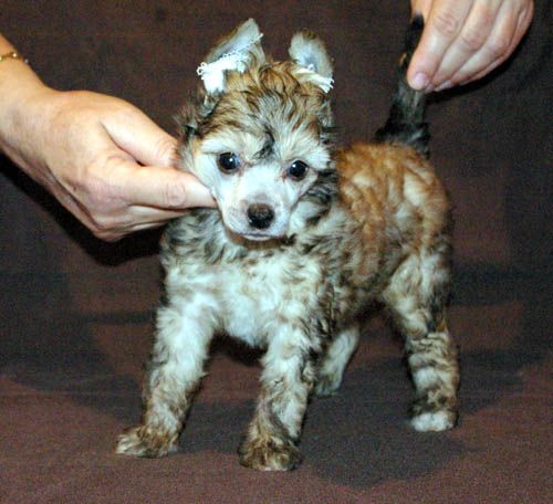 Oriental Jokes Cadillac