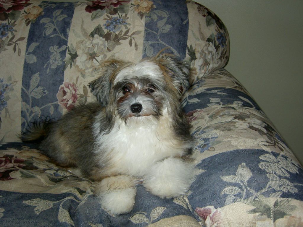 Doghouse Song N Dance to Gardine