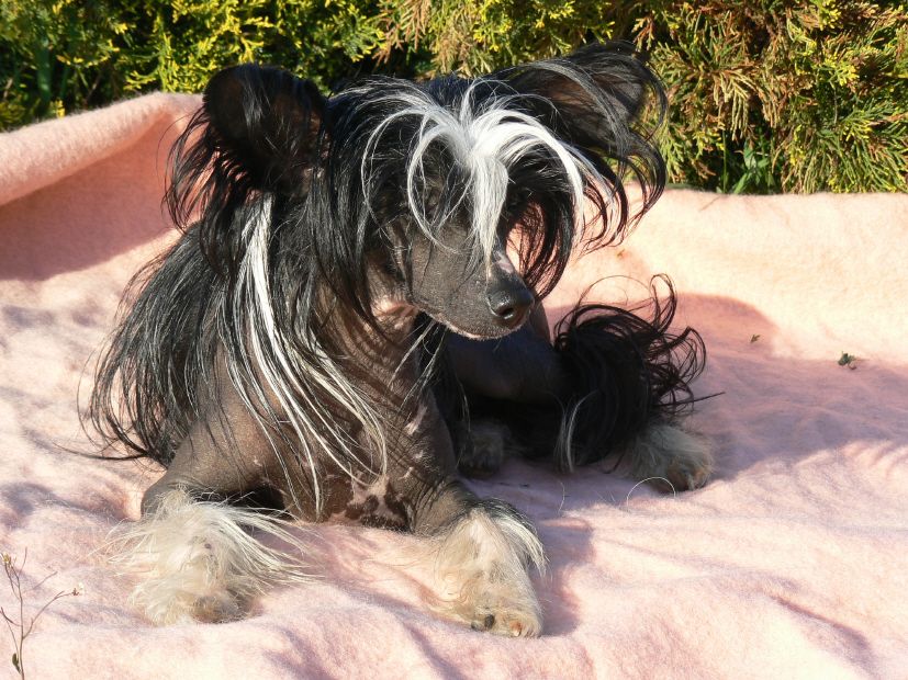 Wonderfuly Charliza Sub-O-Divo