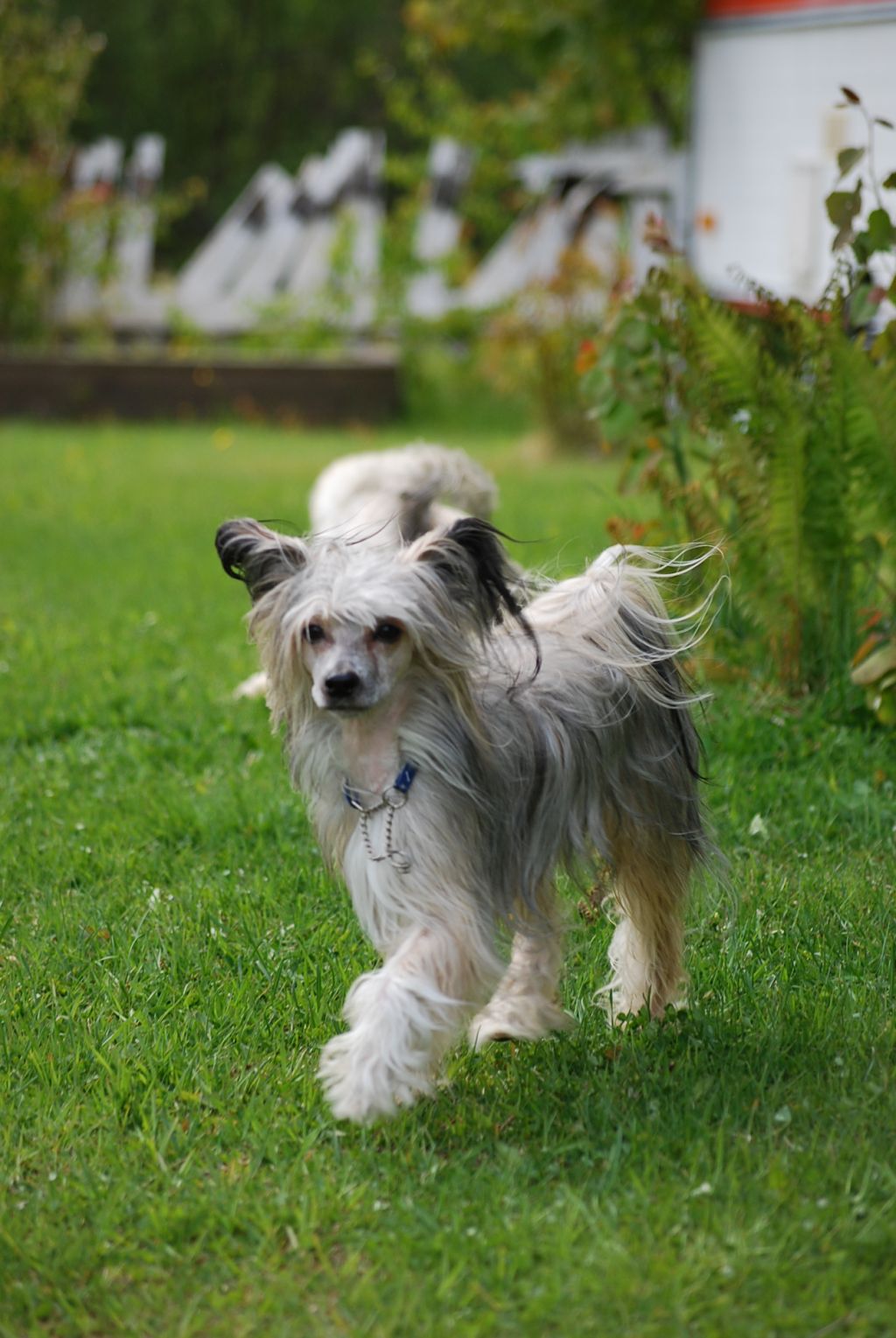 Stormcrest EternalFlame