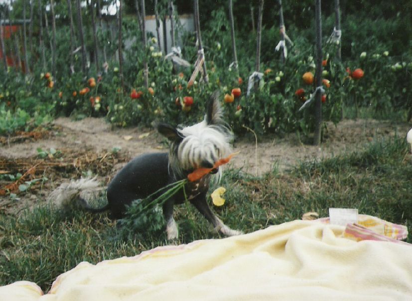 Latin Lover Sub-O-Divo