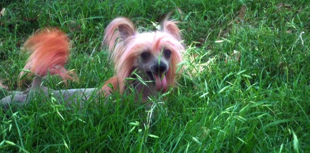 Hi-Life's Sirius Erin Go Braless