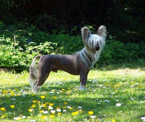 Proud Pony Most Wanted