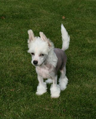 Proud Pony Mission Impossible