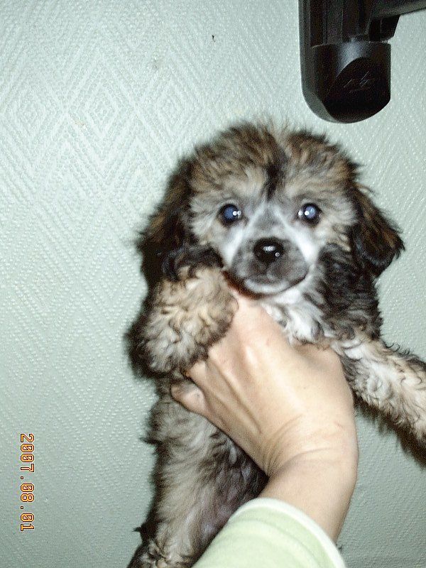 Gamla Bodens Mini Gwendolyne