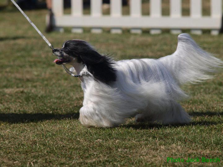 Hitmonchan Picture Perfect