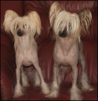 Qu-ya-va's Pin Wang Le Qu