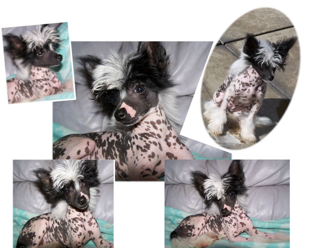 Hitmonchan Causin Chaos at Dragonskeep