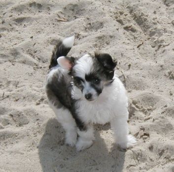 Gween Top Model De Rama