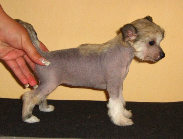 Felysha Divoky Mesic