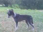 Edelweiss Whole Lotta Rosie