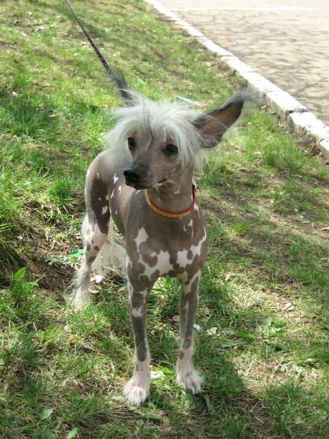 Behtti Ehnn Milashka 