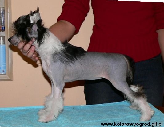 Bacara Kolorowy Ogrod    