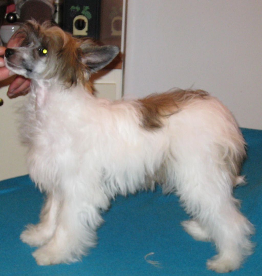 Sippelins Bringing It Back