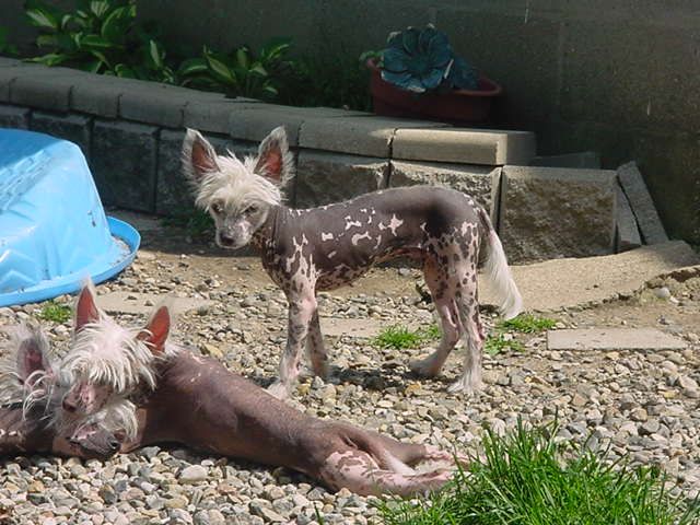 Lesmars Speckled HeartThrob