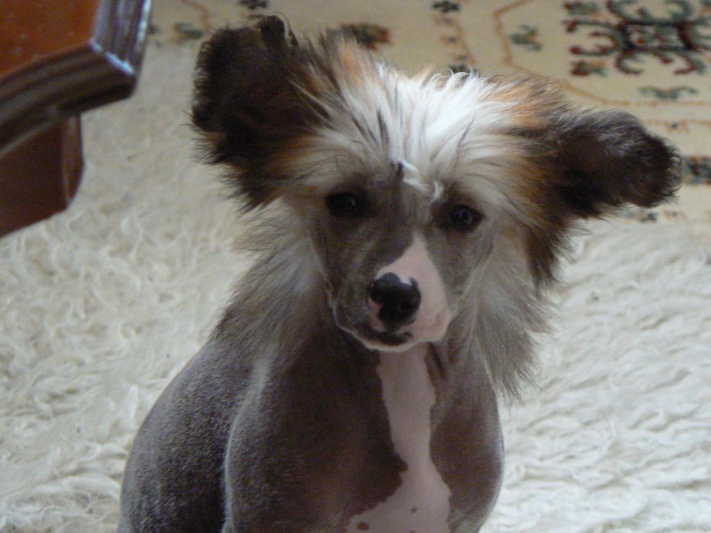 Doucai's Pure Extasy