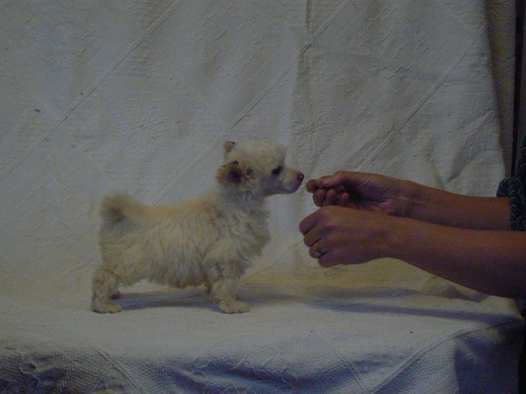 Doucai's Star who Shines