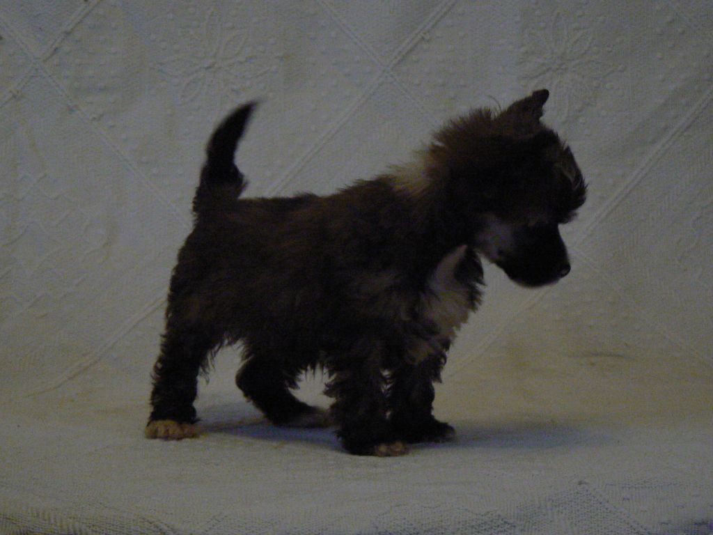 Doucai Thrash The Trash 