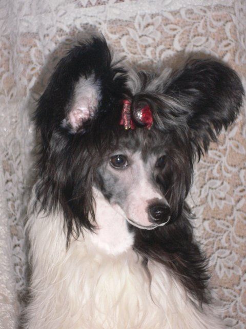 Snow Mirekl Priscilla Kredo Festa