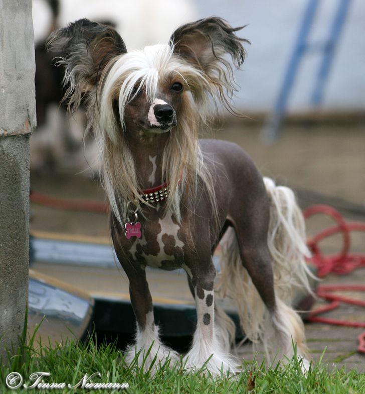 Treasure Guardians Angeldust