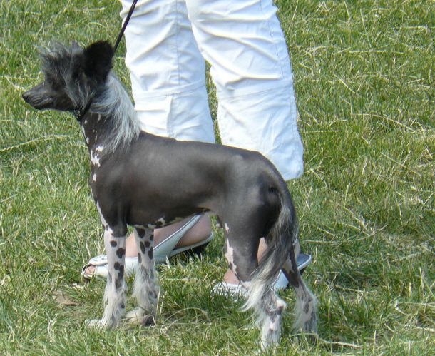 Privileged Born von Shinbashi,