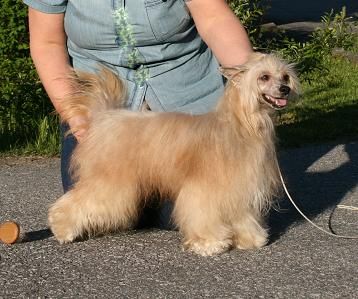 Pudervippans Turbopuff