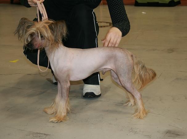 Pudervippans Toppenkille