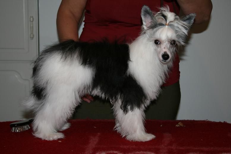 Pudervippans Lillgubben