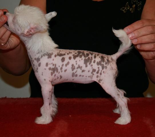 Pudervippans Lillemor