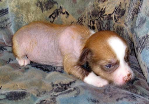 The Lion King Of Roxy's Pride