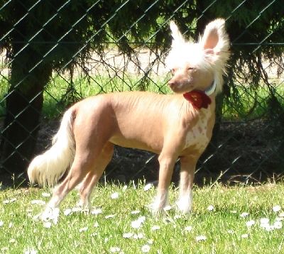 Pocahontas Of Roxy's Pride