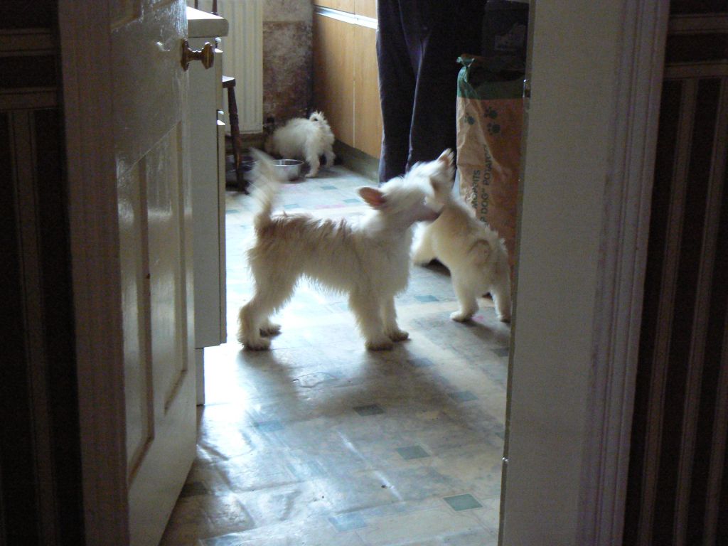 Doucai Sasha Distilled