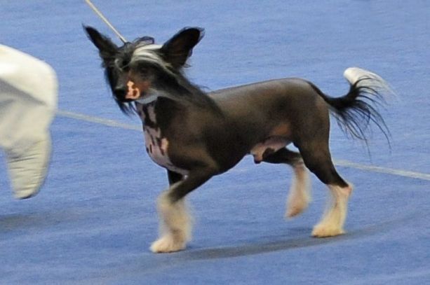 Taijan Dreamer Nepomuk