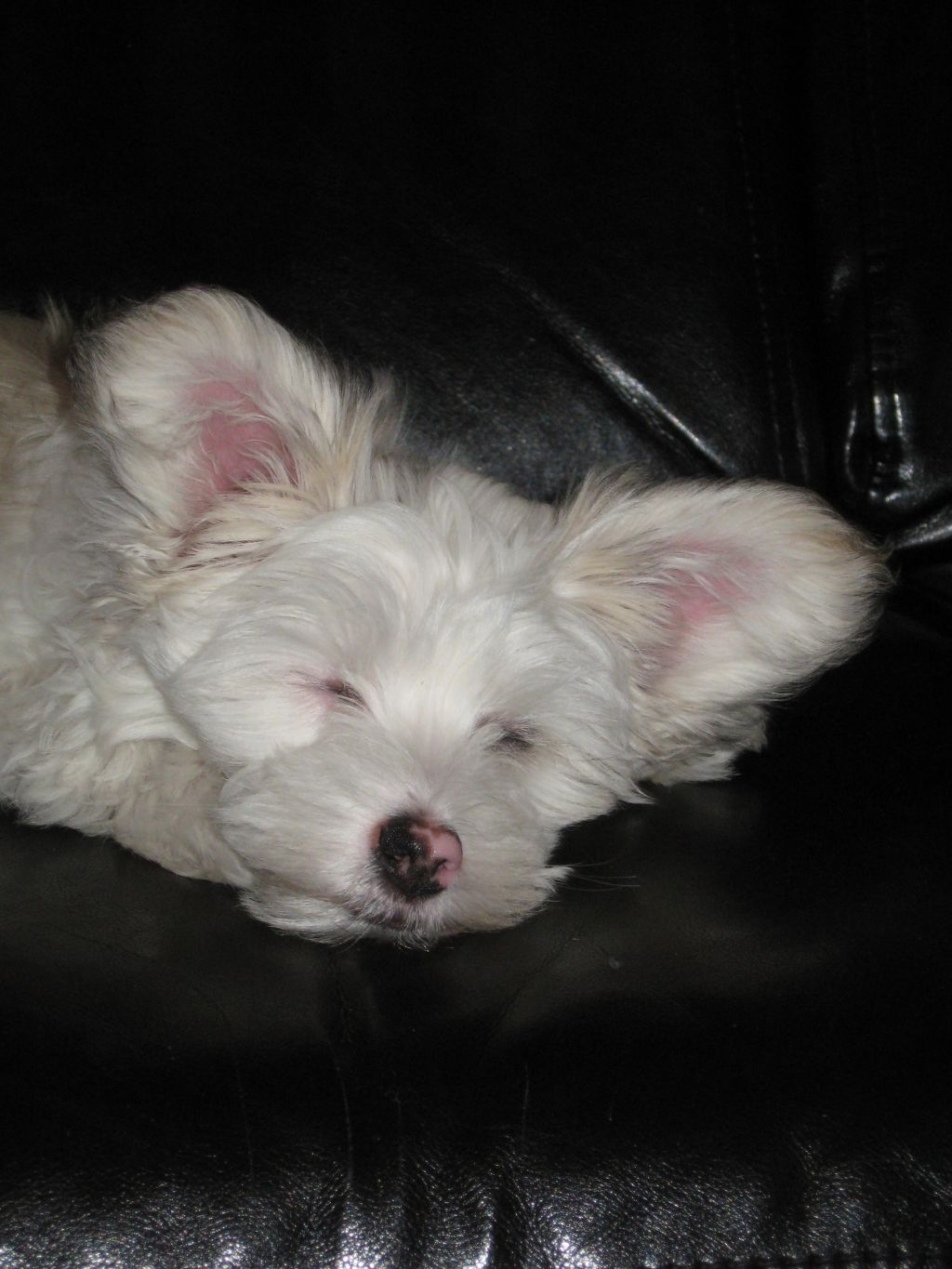 Don Benito El-Cruzado