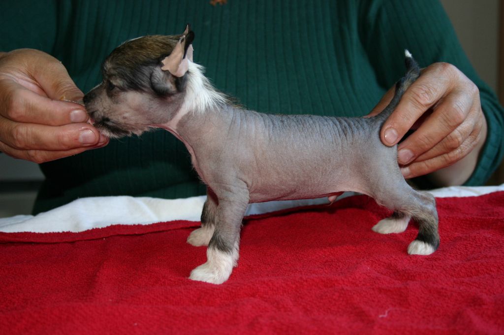 Zhannel's Energizer Bunny