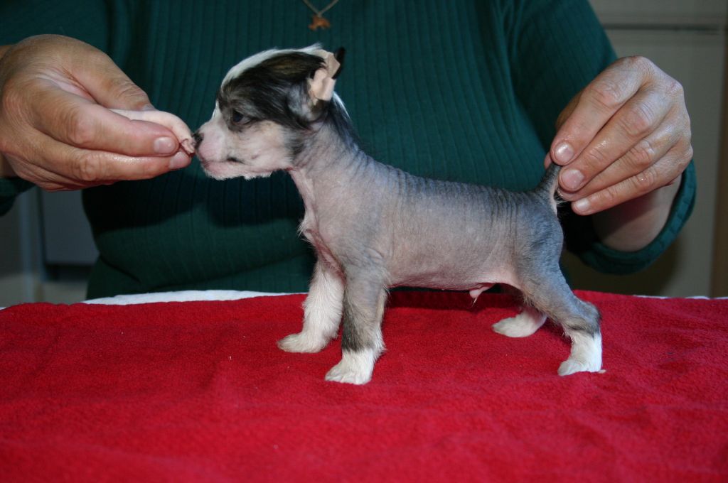 Zhannel's Egotrip Prince