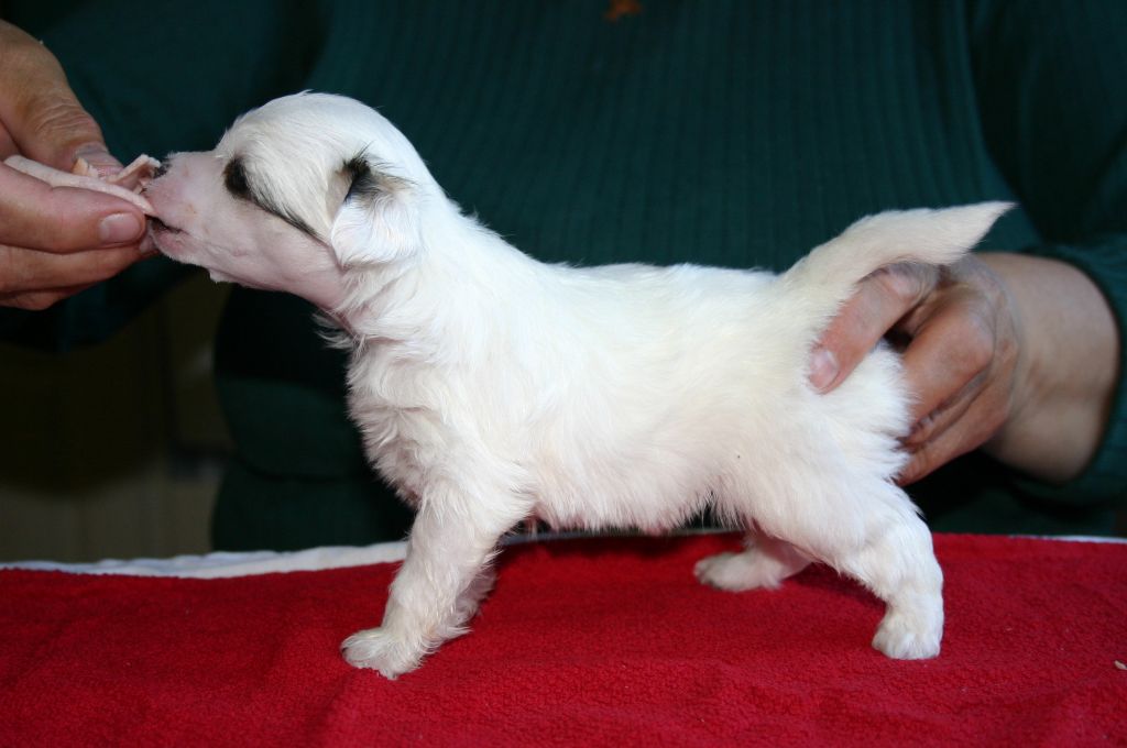 Zhannel's Empire Lady