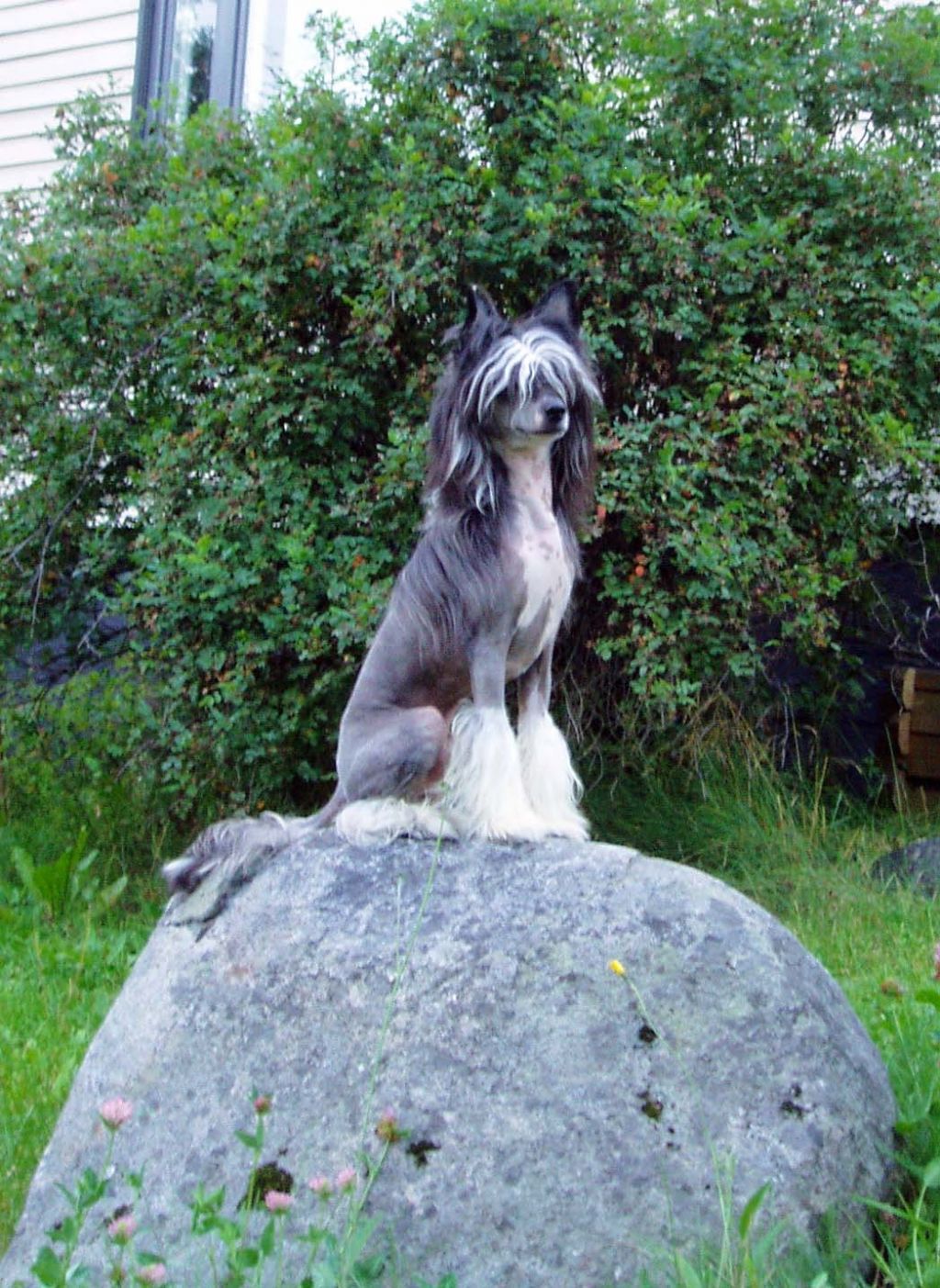 Shadowgame's Licence To Kill