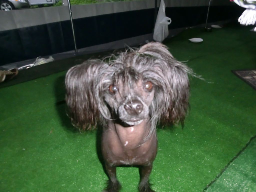 Paw-a-dee Hard Rock Cafe