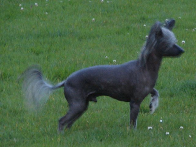 Renedream Running Bear