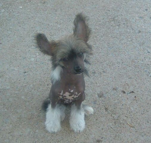Softail Angel Feather