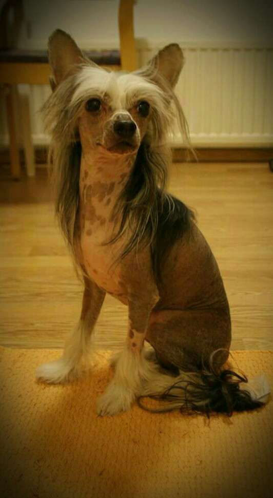 Giandujan Bombaydreams