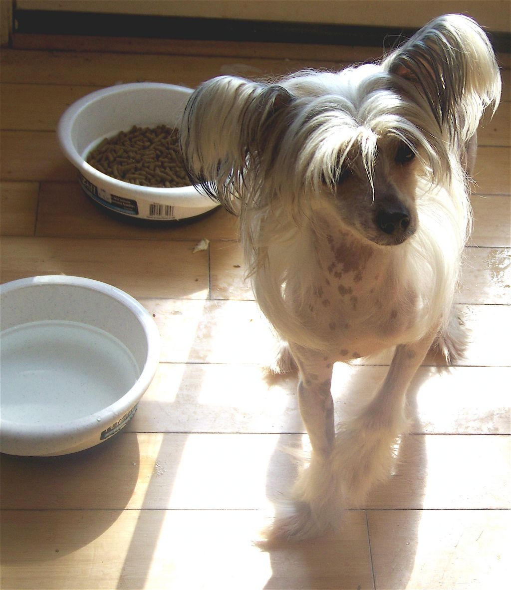 R Crested Tella A Star Is Born