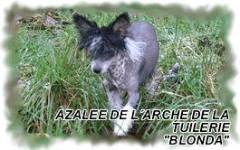 Azalee de l'arche de la tuilerie