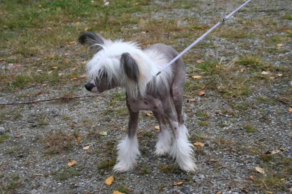 Kyokushin's Braveheart