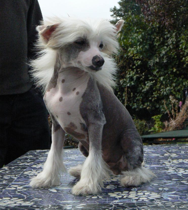 Doucai's Raunchy Romeo